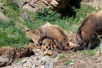 Фотография к новости: Семья диких кабанов попала в фотоловушку нацпарка "Алтын-Эмель"