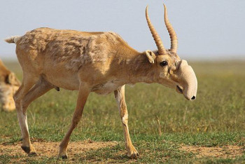 Фотография к новости: До 500 голов сайгаков планирует изъять Минэкологии для научных исследований
