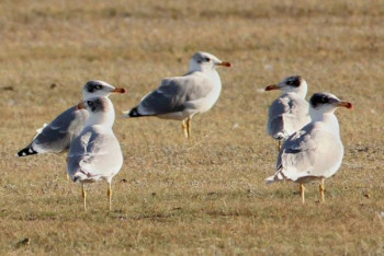 Фотография к новости: Птичий грипп выявили у погибших чаек в Атырау
