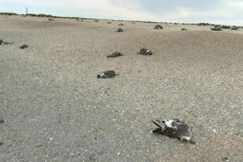 Фотография к новости: Из-за массовой гибели чаек в Атырауской области приостановили охоту