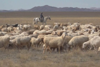 Фотография к новости: 20 тысяч гектаров пастбищ возвращены государству в Актюбинской области