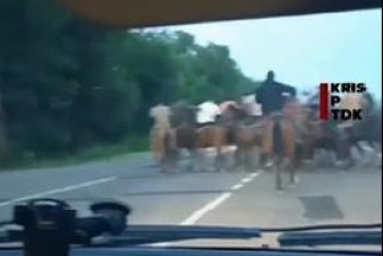 Фотография к новости: Участников кокпара на трассе оштрафовали в Алматинской области