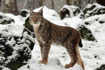 Фотография к новости: Редкий вид рыси попал в фотоловушку Алматинского заповедника