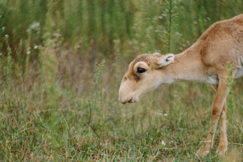 Фотография к новости: "На Западе экодуки строят даже для червей". Эксперт о главной проблеме сайгаков в Казахстане