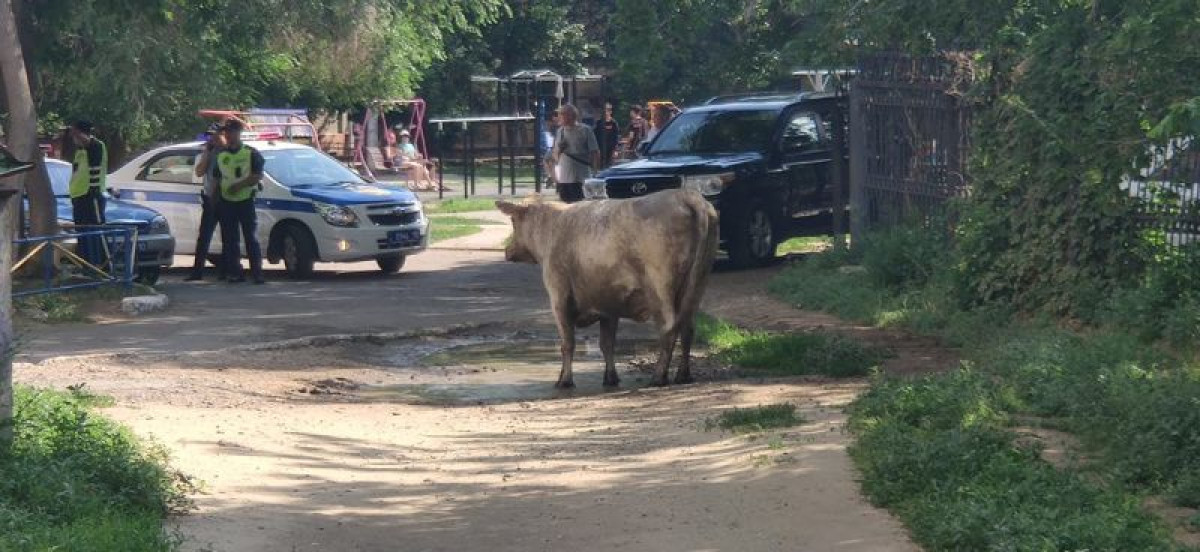 Корова бегала по центру Костаная и бодала людей