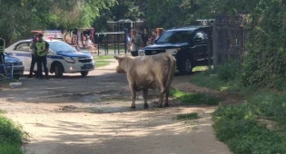 Корова бегала по центру Костаная и бодала людей