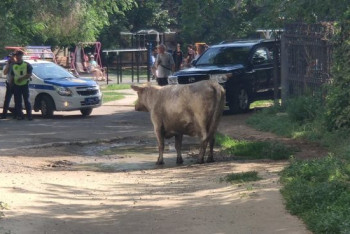 Фотография к новости: Корова бегала по центру Костаная и бодала людей