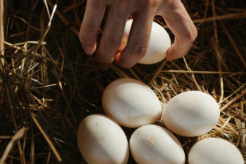 Фотография к новости: Казахстан стал лидером по росту производства яиц среди стран ЕАЭС