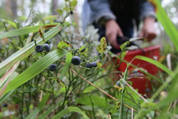 Фотография к новости: Пошла собирать ягоды и погибла от пули в грудь женщина в СКО