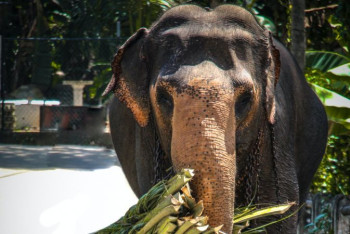 Фотография к новости: Комендантский час введён в столице Шри-Ланки