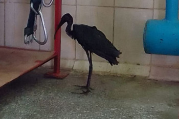 Фотография к новости: Пожарные спасли отставшую от стаи африканскую цаплю в Актау