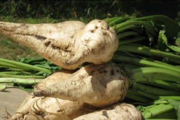 Фотография к новости: ﻿Сахарной свеклой засеют до 60 тысяч гектаров земли в Казахстане