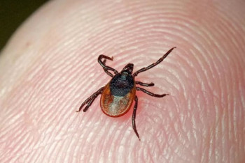 Фотография к новости: Четыре человека скончались от опасной болезни в Кызылординской области