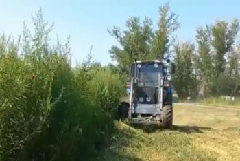 Плантацию конопли скосили в детской спортшколе Костаная