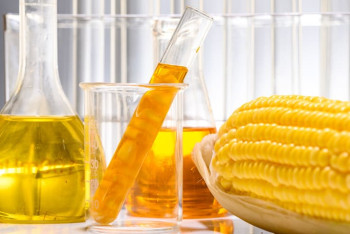 Фотография к новости: Спрос на сахар в Казахстане предлагают решить за счёт кукурузы. По-американски