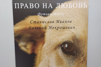 Фотография к новости: "Право на любовь" — фотопортреты брошенных собак показали в Петропавловске