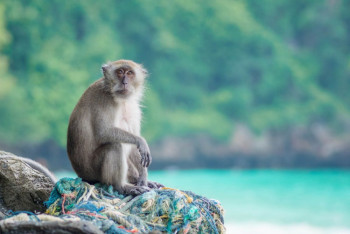 Фотография к новости: В Японии агрессивная обезьяна напала на 10 человек за две недели: её объявили в розыск