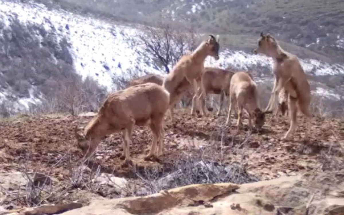 кадр из видео