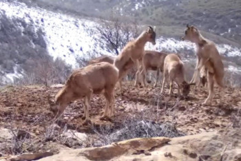 Фотография к новости: Каратауские архары попали в фотоловушку Сайрам-Угамского нацпарка