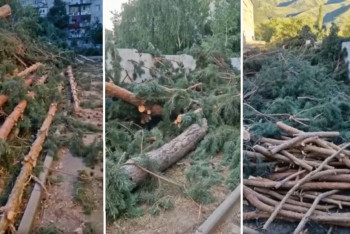 Фотография к новости: Уголовное дело завели на директора школы за вырубку сосен в Текели