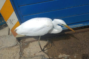 Фотография к новости: Цапля залетела на нефтепромысел в пригороде Актау