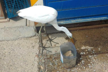 Фотография к новости: Не дождалась помощи: цапля умерла на нефтепромысле в пригороде Актау