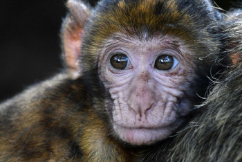 ПЦР-тесты для диагностики оспы обезьян появились в Казахстане