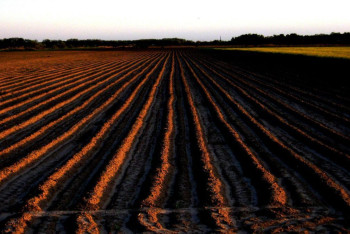 Фотография к новости: Почти миллион гектар неиспользуемых сельскохозземель вернули в госсобственность в Казахстане