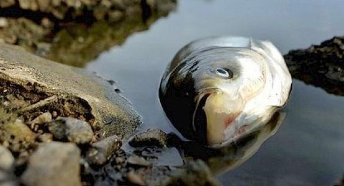 Мор рыбы в Балхаше прокомментировали в Минэкологии