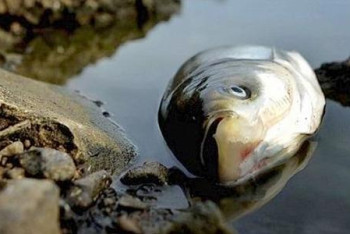 Фотография к новости: Мор рыбы в Балхаше прокомментировали в Минэкологии