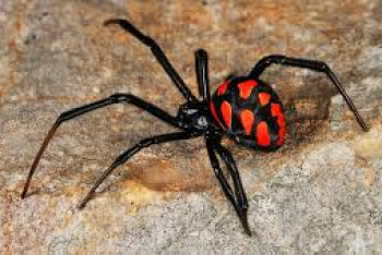 Фотография к новости: Ядовитый паук укусил ребёнка в Уральске