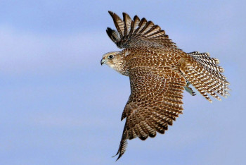 Фотография к новости: Блокпосты установят для охраны соколов-балобанов в Казахстане