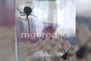 Фотография к новости: На нашествие каракуртов жалуются жители ЗКО