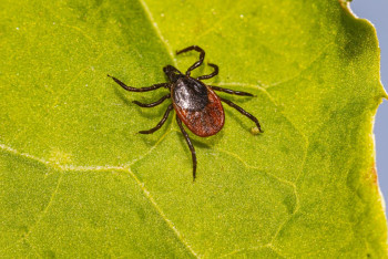 Фотография к новости: Около тысячи детей пострадали от укусов клещей в ВКО