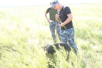 Фотография к новости: Видели на кукурузном поле: появилась новая информация о пропавшей девочке в Костанайской области