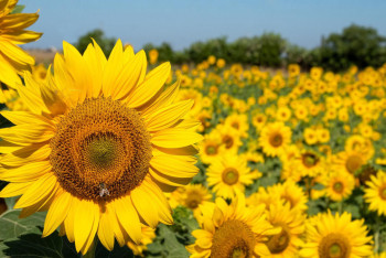 Фотография к новости: Подсолнечное масло: производство в Казахстане растет, цены тоже