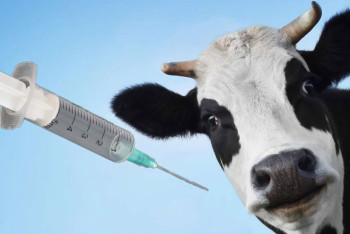 Фотография к новости: Более 20 миллионов голов скота вакцинировали от ящура в Казахстане