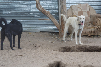 Фотография к новости: Центр для бездомных животных сгорел в Экибастузе