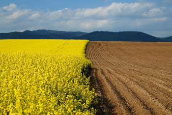 Фотография к новости: Минсельхоз призвал акиматы не самоустраняться в вопросе неиспользуемых сельхозземель
