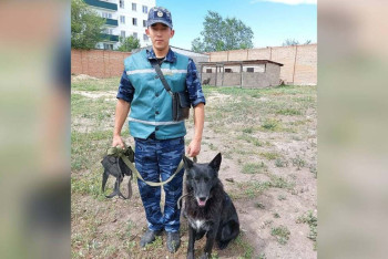 Фотография к новости: Кинолог спас мальчика от падения из окна в ВКО