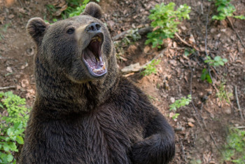 Фотография к новости: Медвежий след: жители ВКО жалуются на незваных гостей