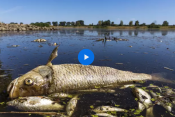 Фотография к новости: В польской реке Одра погибли тонны рыбы из-за заражения воды химикатами