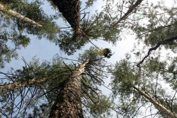 Фотография к новости: Реликтовый бор в Павлодарской области незаконно отдали охотникам