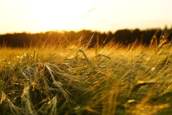 Фотография к новости: Плантации индийской марихуаны обнаружены на юге Казахстана