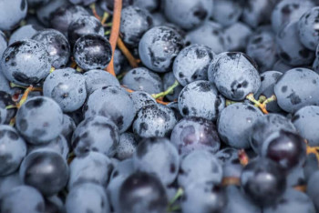 Фотография к новости: Шесть вагонов винограда нелегально пытались ввезти в Казахстан из Узбекистана