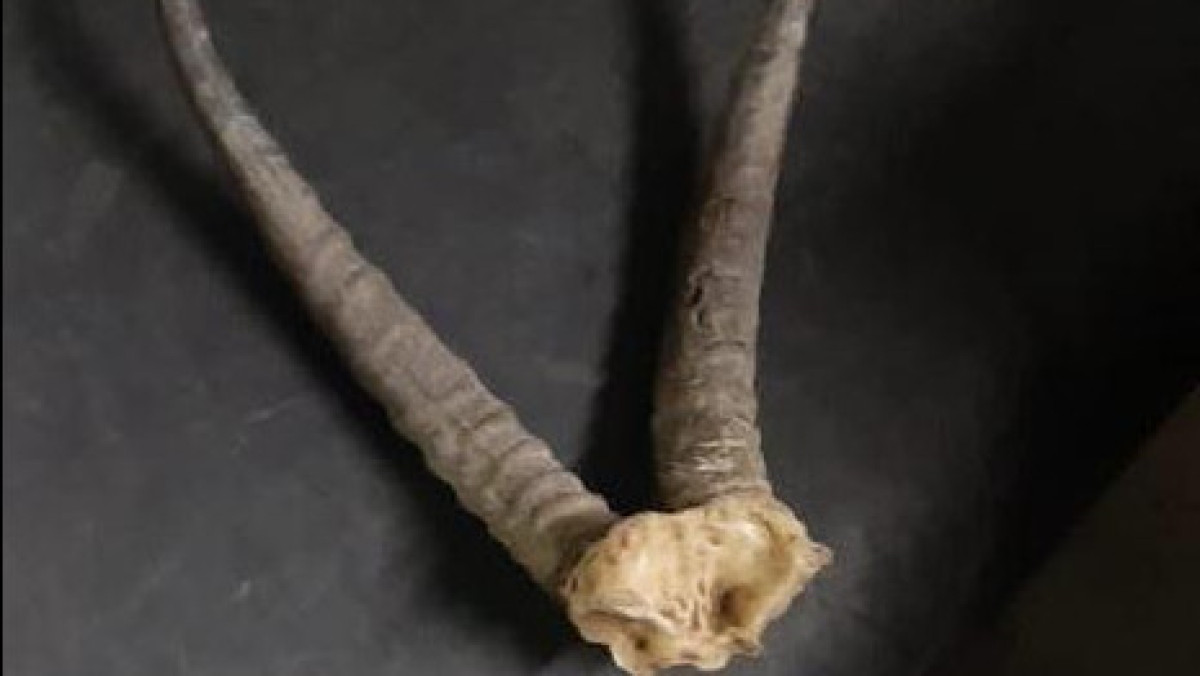 ДП на транспорте