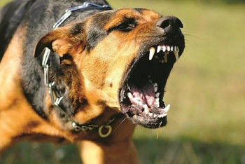 Фотография к новости: Собаки загрызли мальчика — уголовное дело прекратили в Актобе