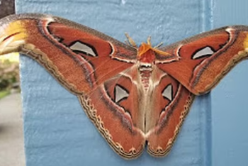 Фотография к новости: Насекомое огромных размеров нашли в США