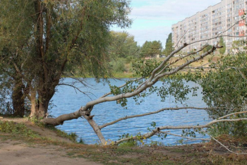 Фотография к новости: В Павлодаре может появиться первый настоящий парк