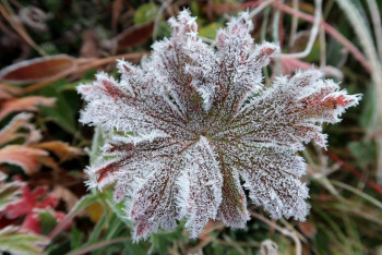 Фотография к новости: Заморозки сохраняются в ряде регионов Казахстана